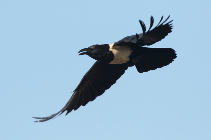Pied Crow