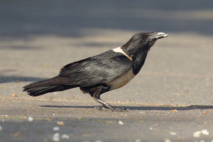 Pied Crow
