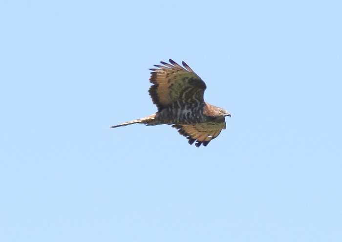 Honey Buzzard