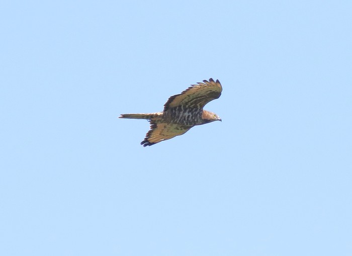 Honey Buzzard