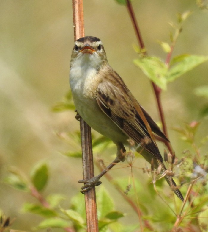 Sedge Warbler