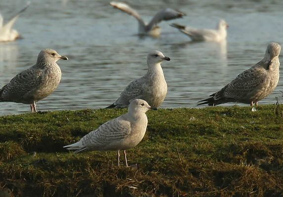 Iceland Gull