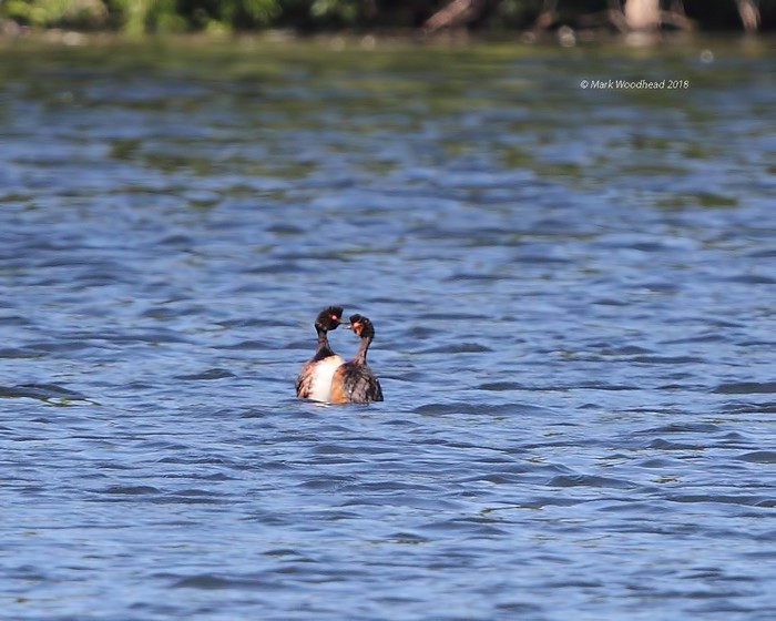 Black-necked Grebe