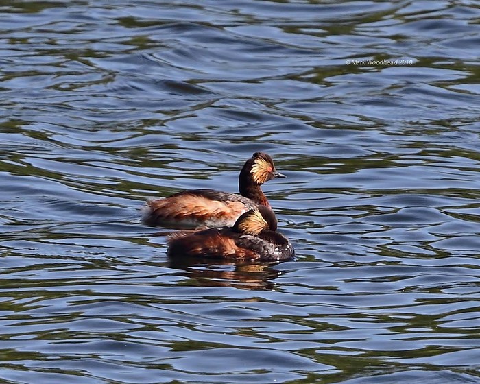 Black-necked Grebe