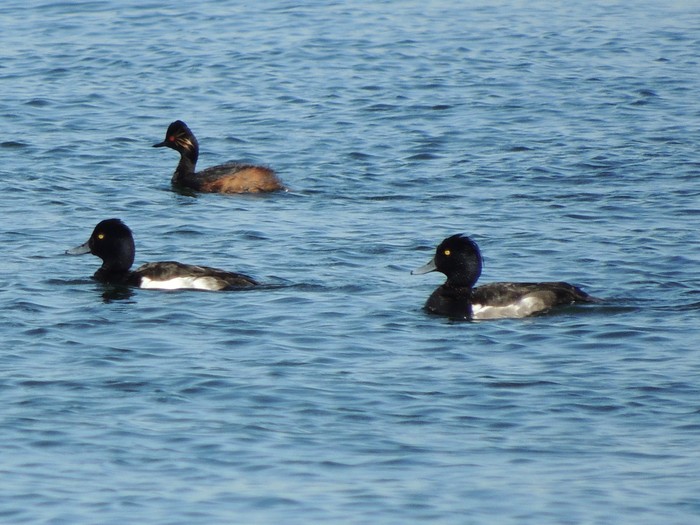 Black-necked Grebe