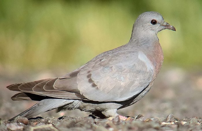 Stock Dove