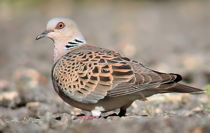 Turtle Dove