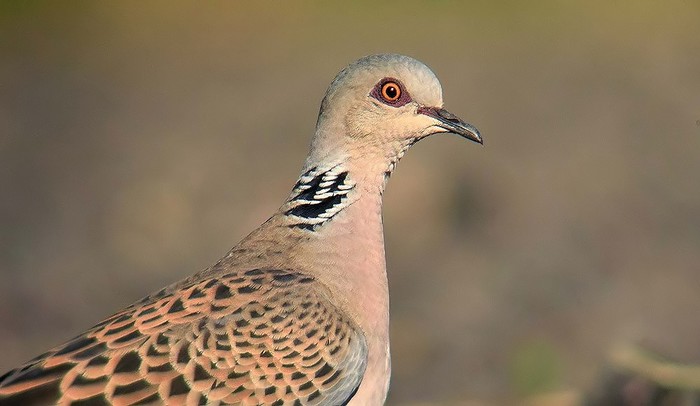 Turtle Dove