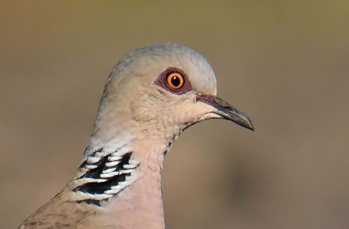 Turtle Dove
