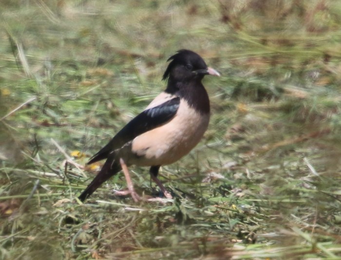 Rose-coloured Starling