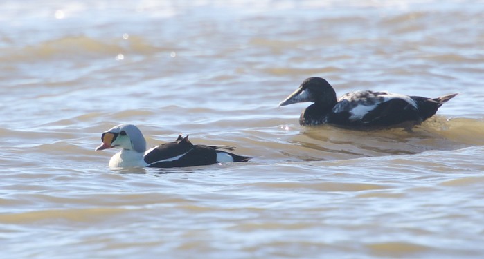 King Eider