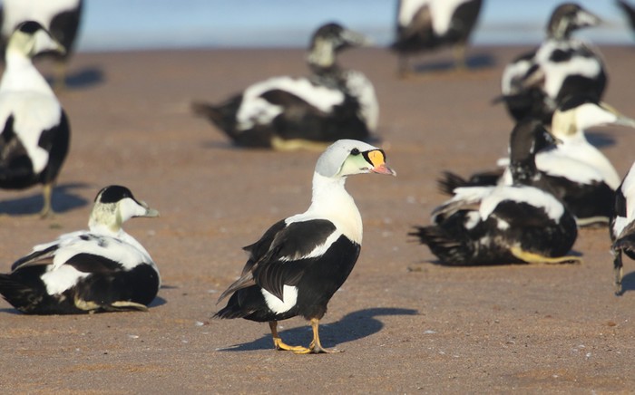 King Eider