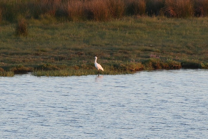 Spoonbill