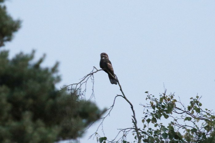 Nightjar