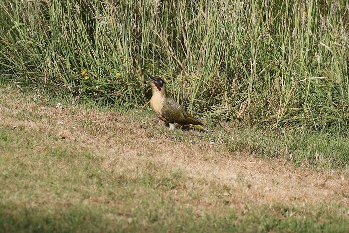 Green Woodpecker