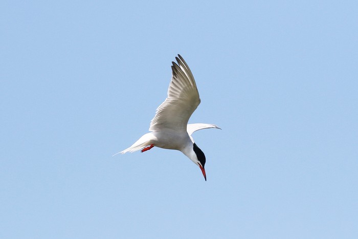 Common Tern