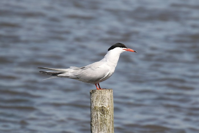 Common Tern