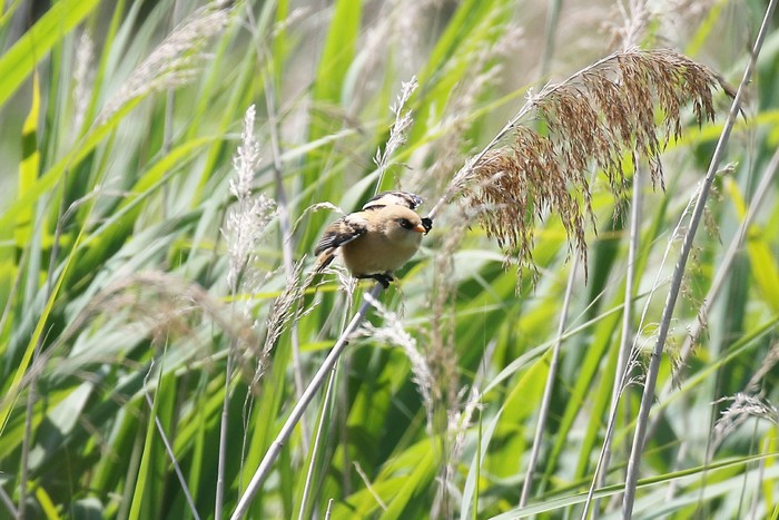 Bearded Tit