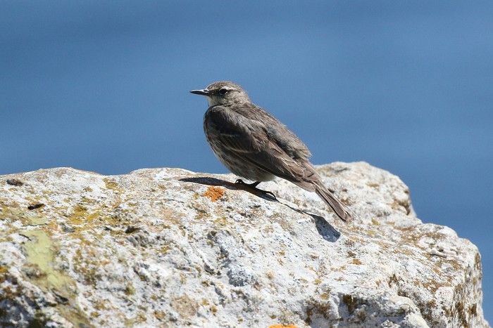 Rock Pipit