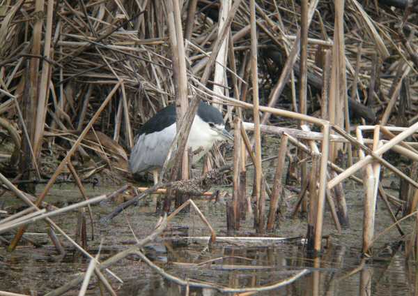 Night Heron