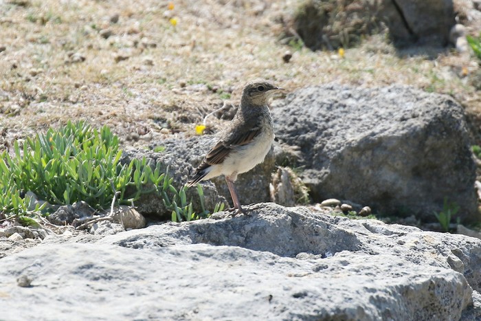 Wheatear