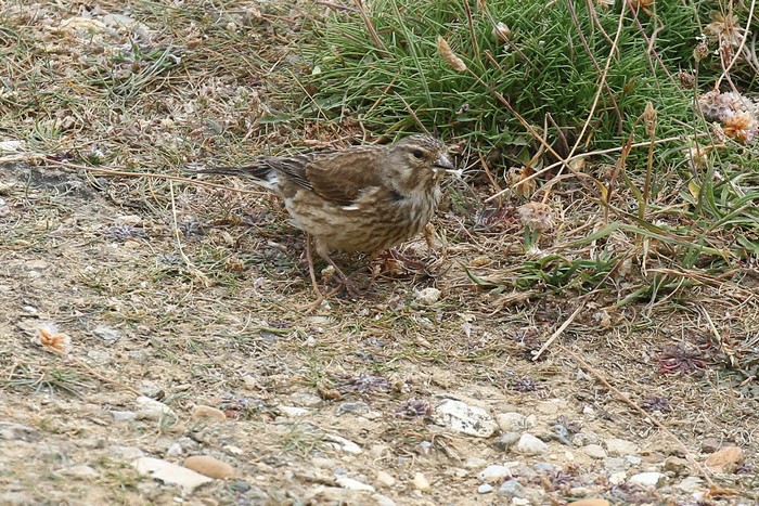 Linnet