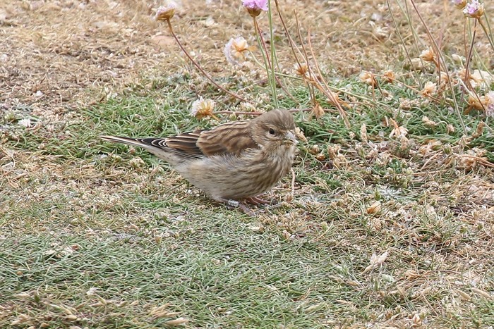 Linnet