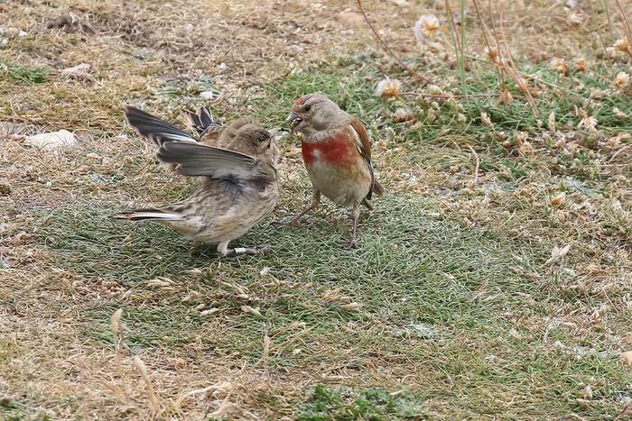 Linnet