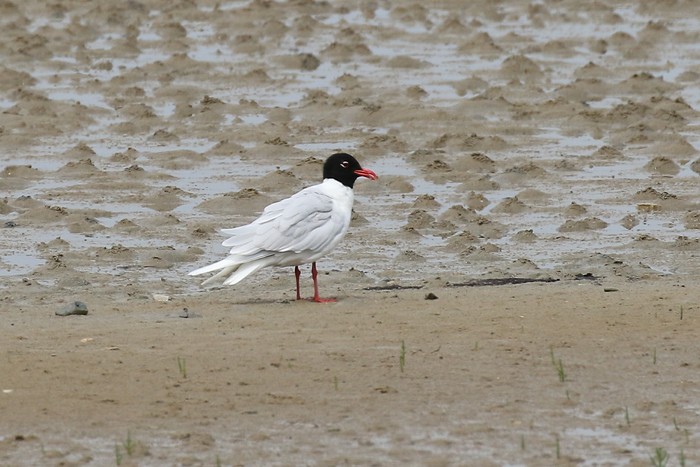 Mediterranean Gull