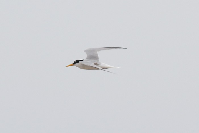 Little Tern