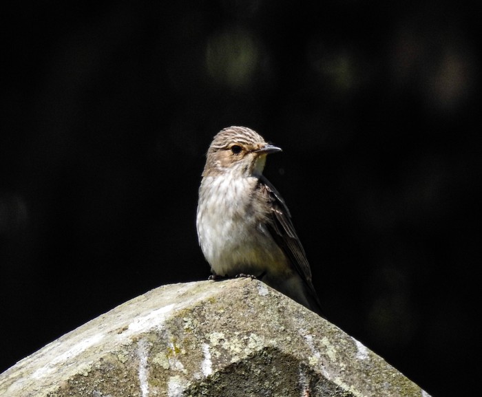 Spotted Flycatcher