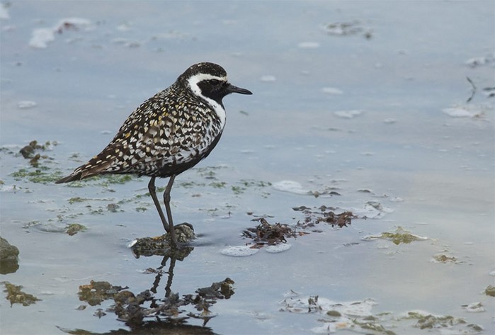 Pacific Golden Plover