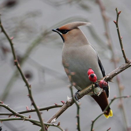 Waxwing