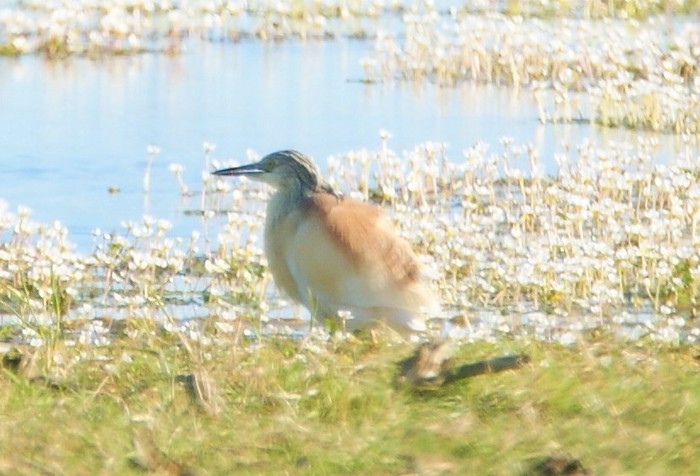 Squacco Heron