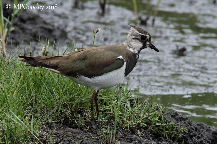 Lapwing