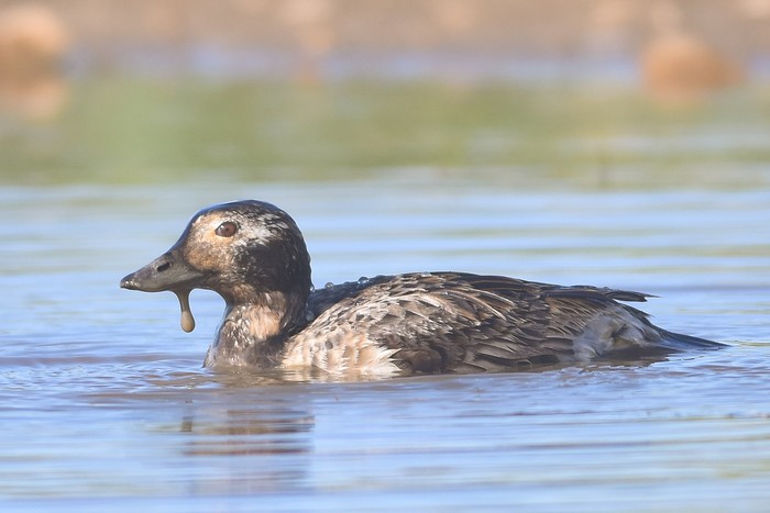 Long-tailed Duck