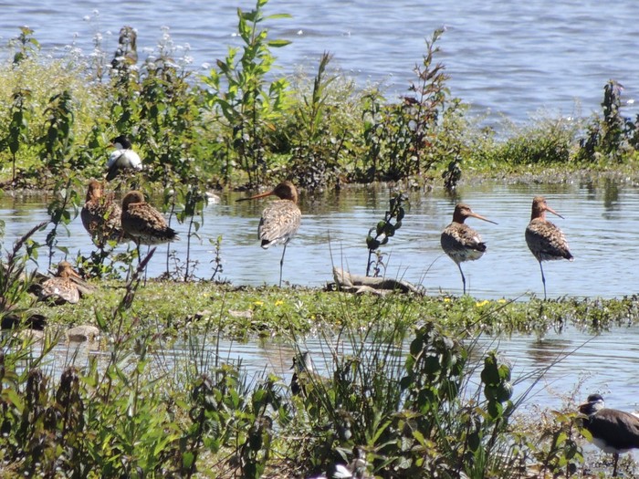 Black-tailed Godwit