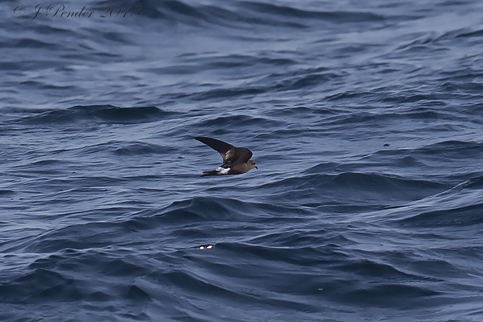 Wilson's Petrel