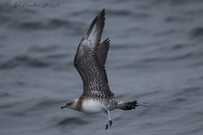 Long-tailed Skua