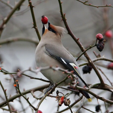 Waxwing