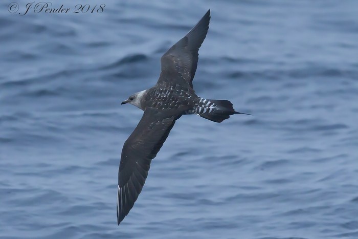 Long-tailed Skua