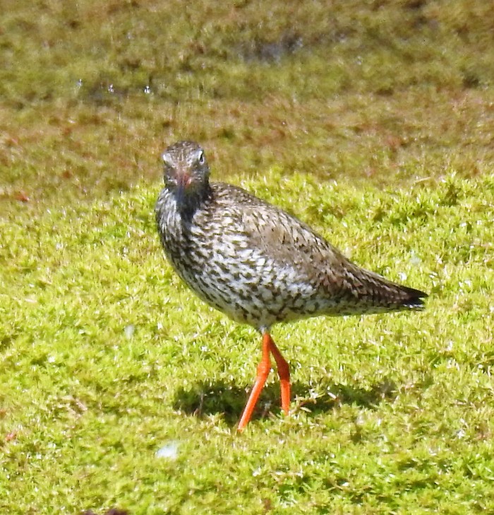 Redshank