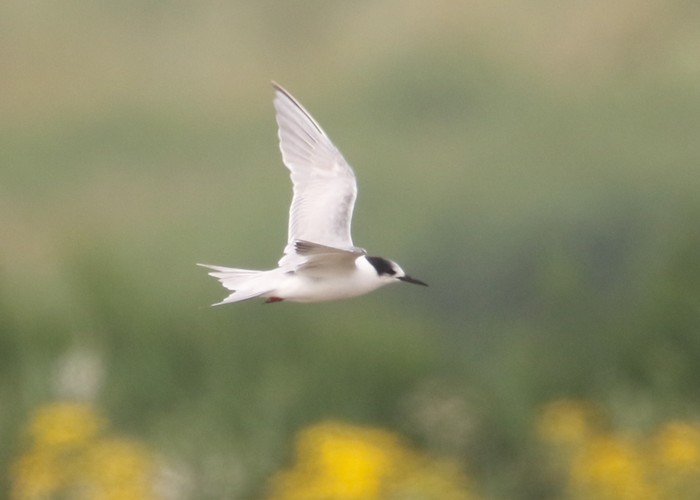 Common Tern