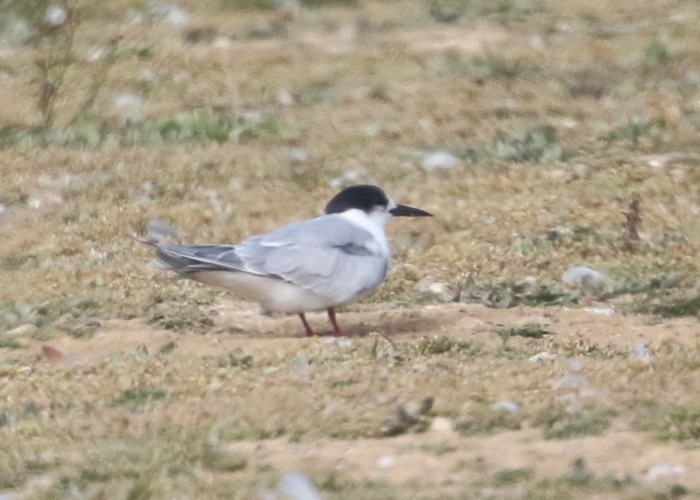 Common Tern