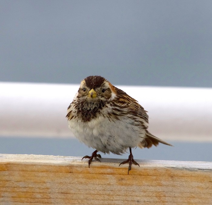Lapland Bunting