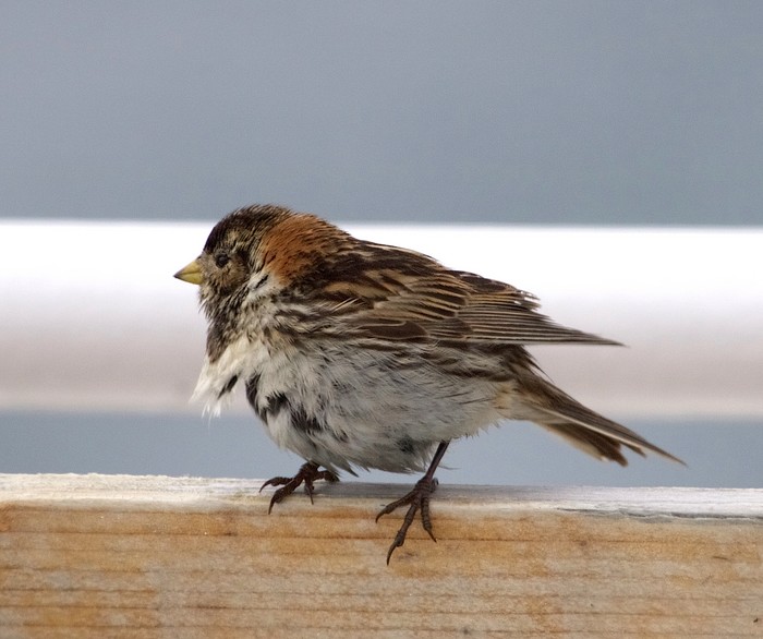 Lapland Bunting