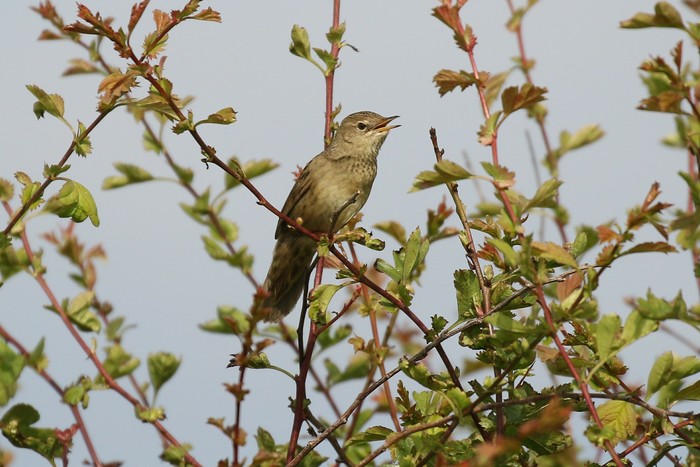 Grasshopper Warbler