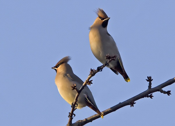 Waxwing