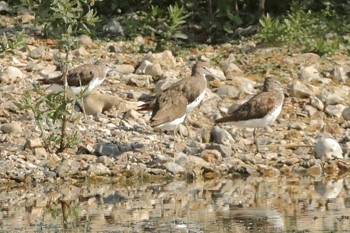 Green Sandpiper