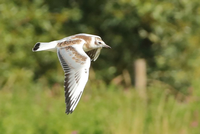 Black-headed Gull
